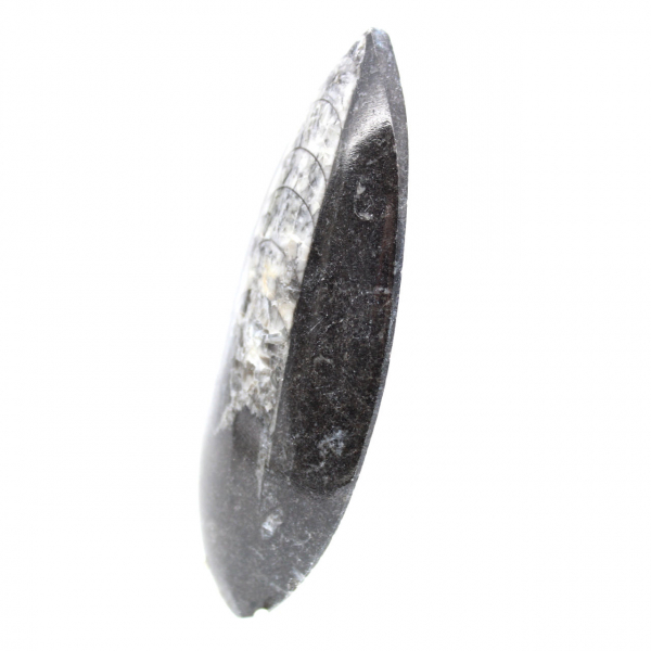 Orthoceras fossile dal Marocco