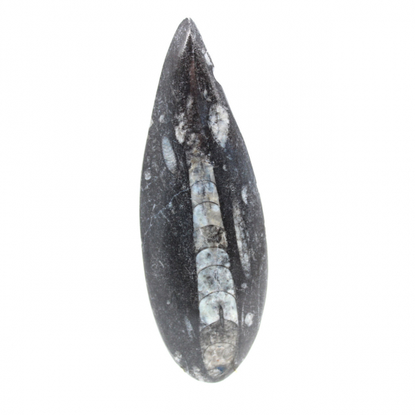 Orthoceras fossile dal Marocco
