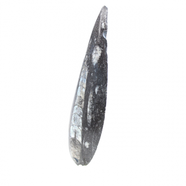 Orthoceras fossile dal Marocco