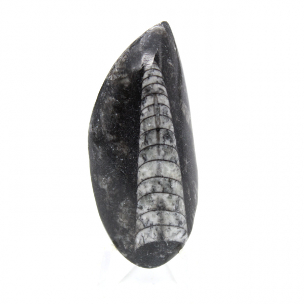 Orthoceras fossile
