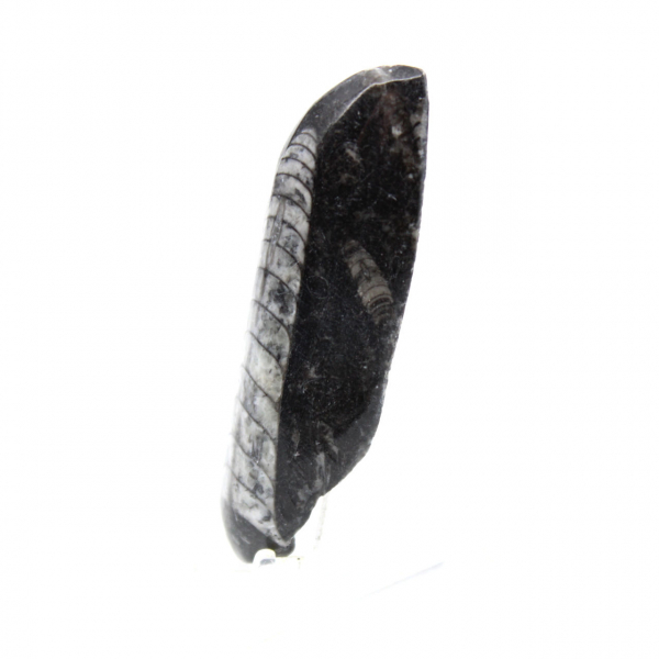 Orthoceras fossile