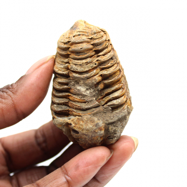 Trilobite fossile