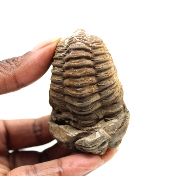 Trilobite fossile
