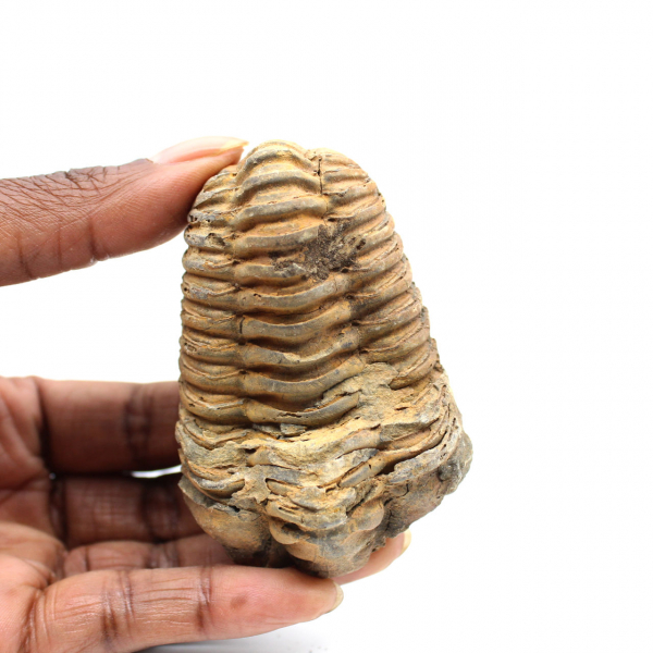 Trilobite fossile