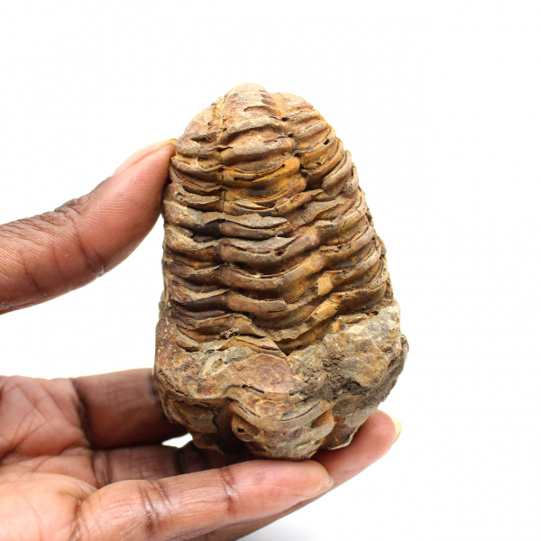 Trilobite fossile