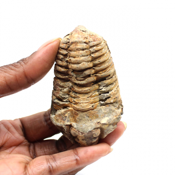 Trilobite fossile