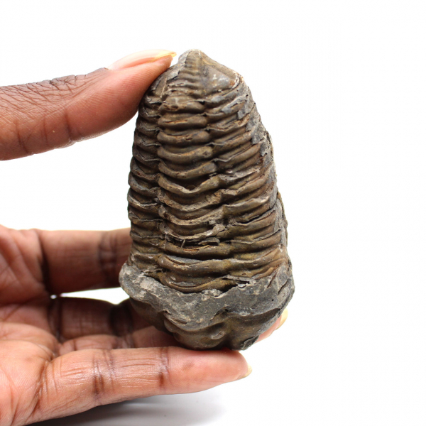 Trilobite fossile