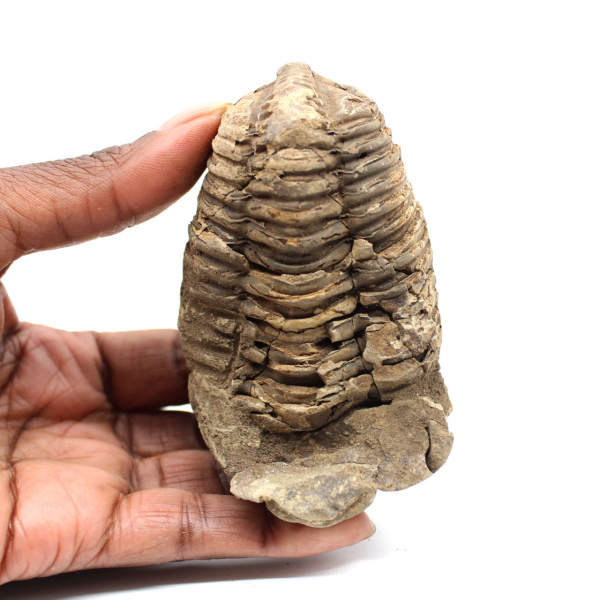 Trilobite fossile