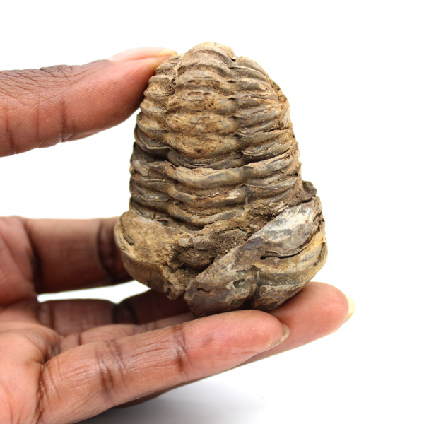 Trilobite fossile