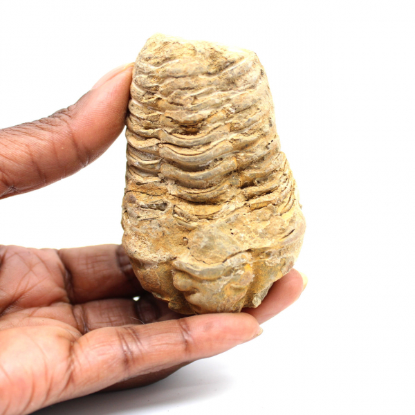 Trilobite fossile