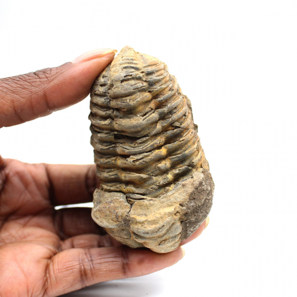 Trilobite fossile