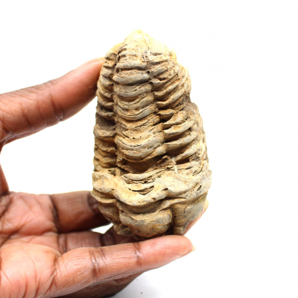 Trilobite fossile