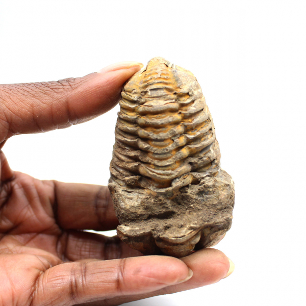 Trilobite fossile