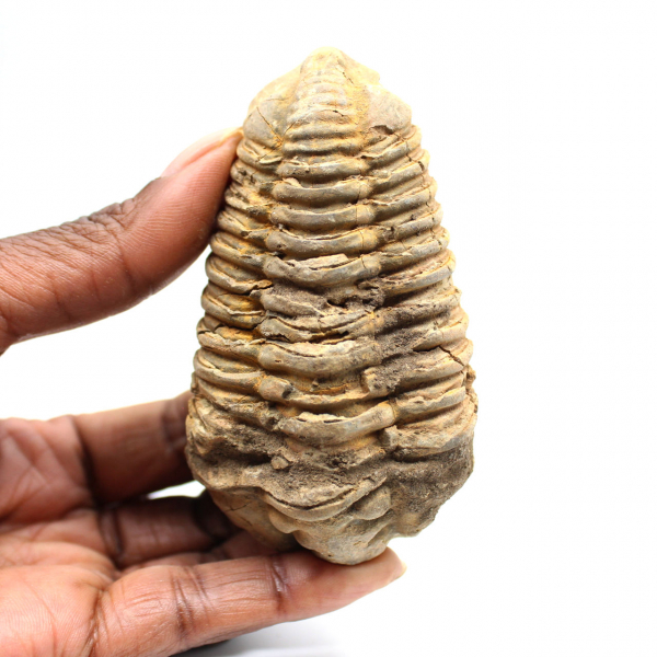 Trilobite fossile