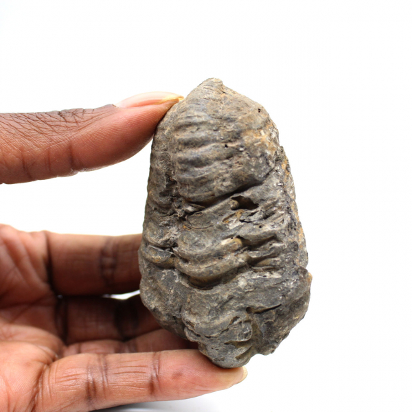 Trilobite fossile