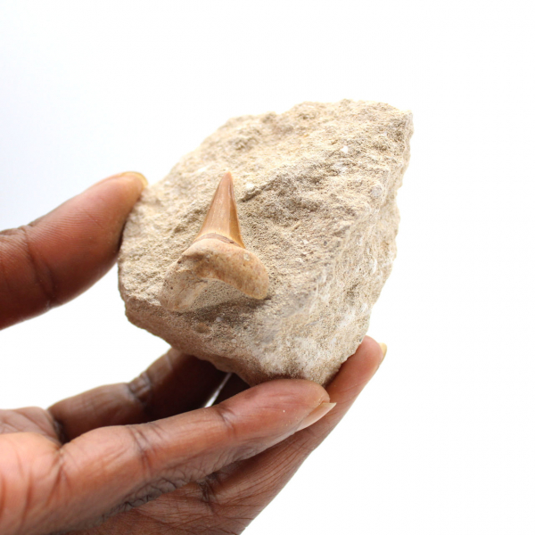 Dente fossile di Otodus dal Marocco
