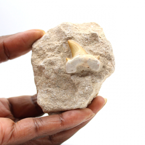 Dente fossile di Otodus dal Marocco