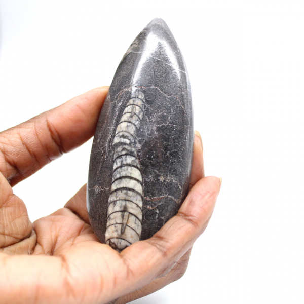 Orthoceras fossile