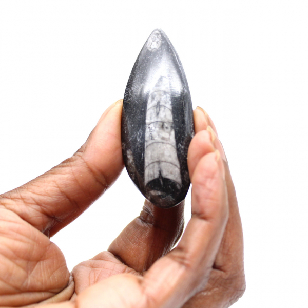 Orthoceras fossile