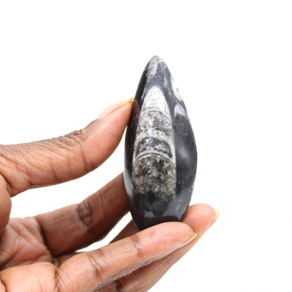 Orthoceras fossile dal Marocco