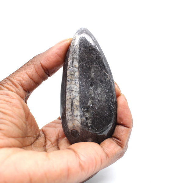 Orthoceras fossile