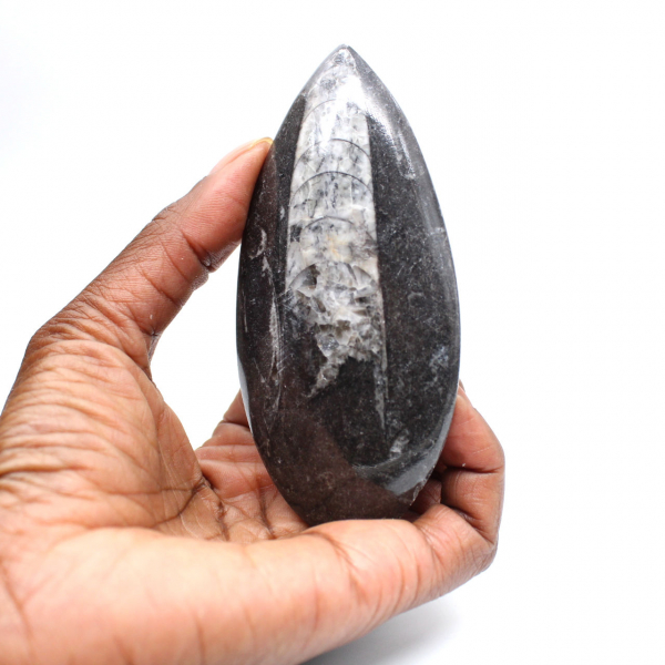 Orthoceras fossile dal Marocco