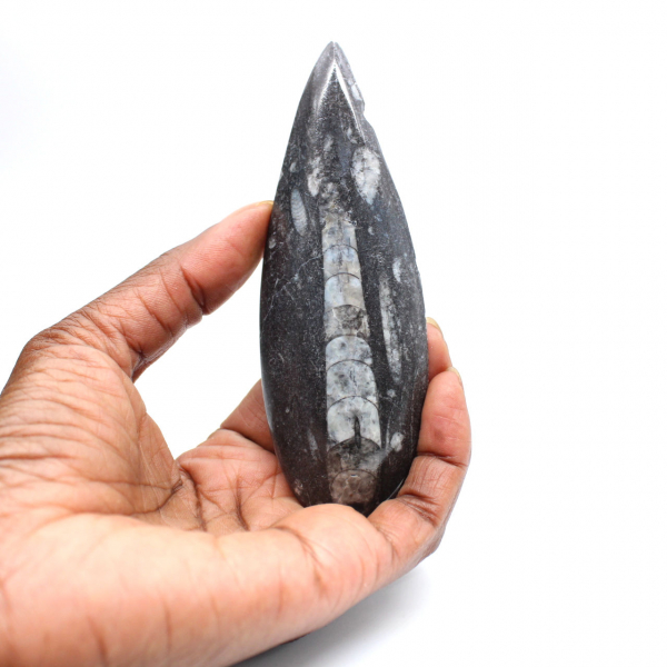 Orthoceras fossile dal Marocco