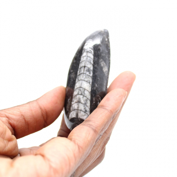 Orthoceras fossile