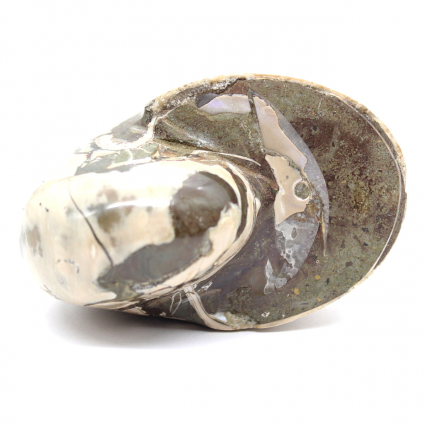 Esemplare di ammonite dal Madagascar - Fossile lucidato per collezionisti