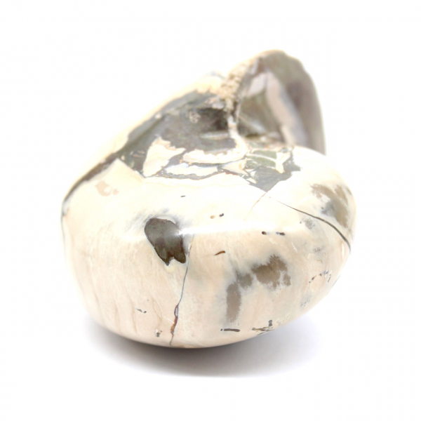 Esemplare di ammonite dal Madagascar - Fossile lucidato per collezionisti