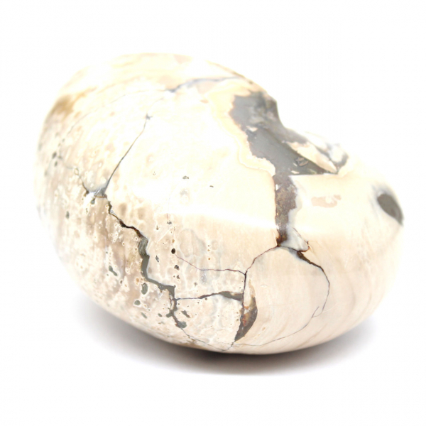 Esemplare di ammonite dal Madagascar - Fossile lucidato per collezionisti