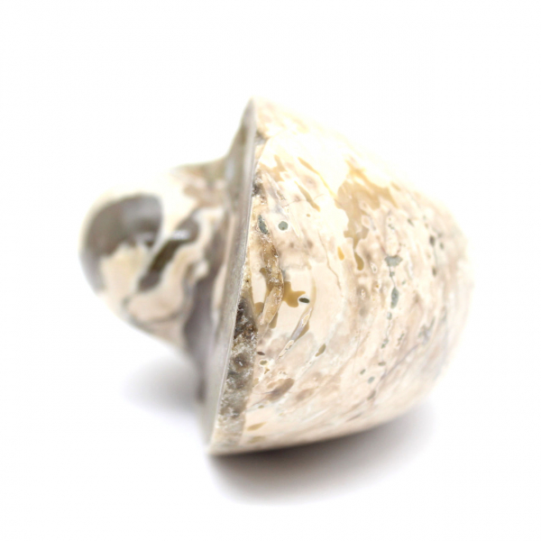 Esemplare di ammonite dal Madagascar - Fossile lucidato per collezionisti