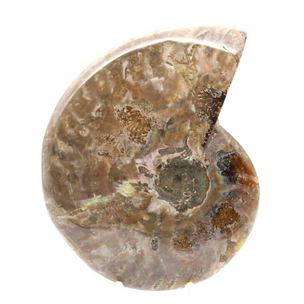 Ammonite fossile lucidata - Magnifica pietra naturale per la decorazione