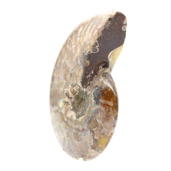 Ammonite fossile lucidata - Magnifica pietra naturale per la decorazione