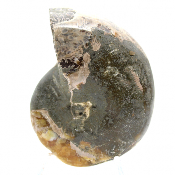 Ammonite fossile lucidata di alta qualità - Pezzo decorativo naturale