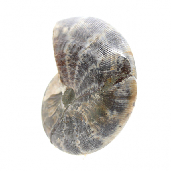 Ammonite fossile lucidata dal Madagascar - Piccolo esemplare