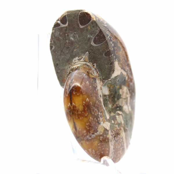 Piccolo fossile di ammonite lucidato del Madagascar - Autenticità garantita