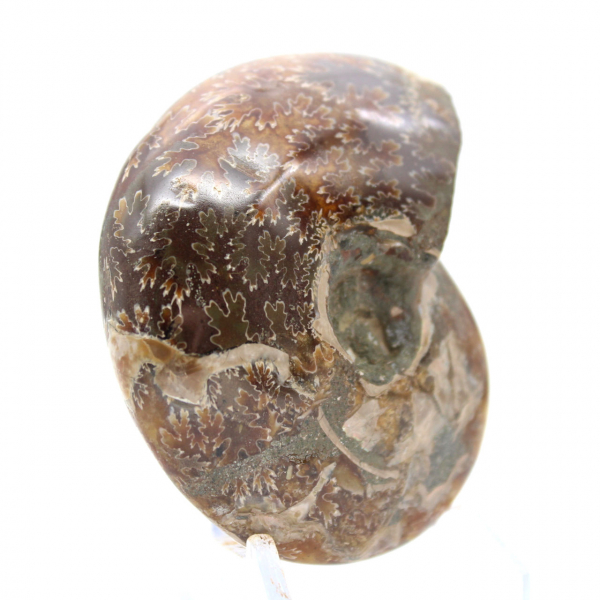 Piccolo fossile di ammonite lucidato del Madagascar - Autenticità garantita