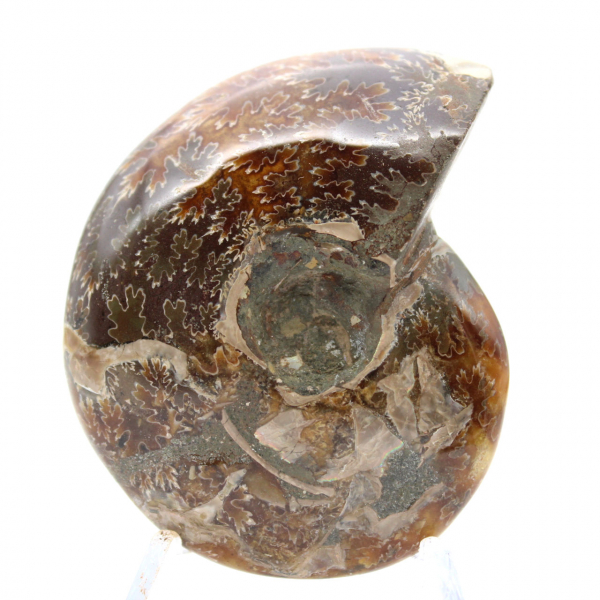 Piccolo fossile di ammonite lucidato del Madagascar - Autenticità garantita