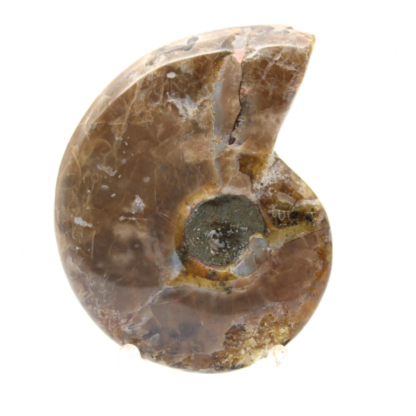 La più piccola ammonite lucidata - Fossile del Madagascar (35 g)