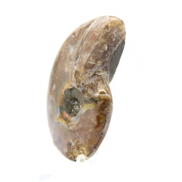 La più piccola ammonite lucidata - Fossile del Madagascar (35 g)