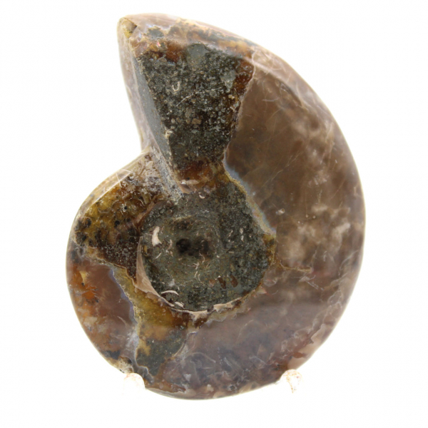La più piccola ammonite lucidata - Fossile del Madagascar (35 g)