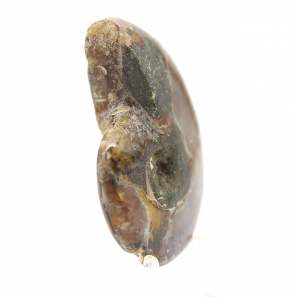 La più piccola ammonite lucidata - Fossile del Madagascar (35 g)