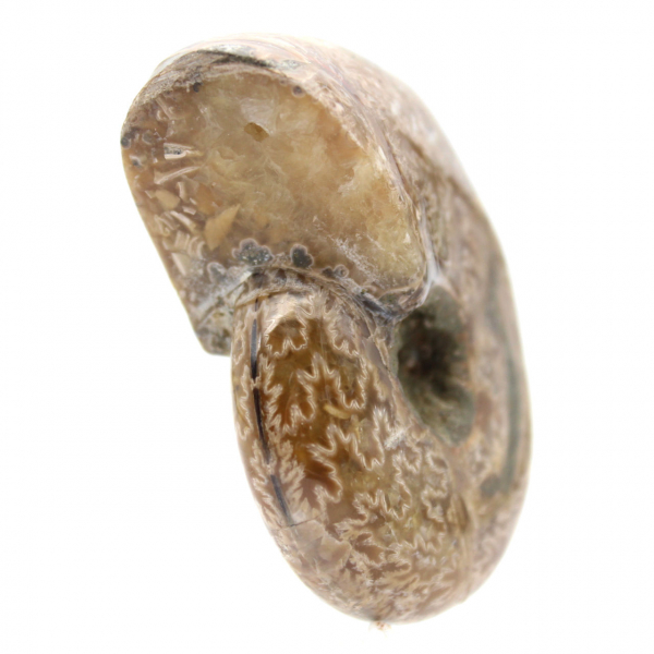 Ammonite lucidata per collezionisti - Tesoro fossile del Madagascar (100 g)