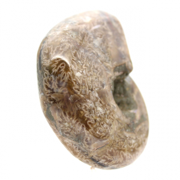 Ammonite lucidata per collezionisti - Tesoro fossile del Madagascar (100 g)