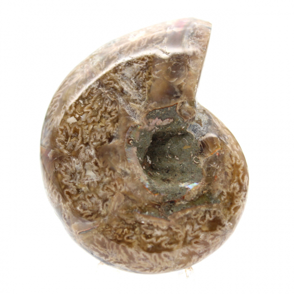 Ammonite lucidata per collezionisti - Tesoro fossile del Madagascar (100 g)