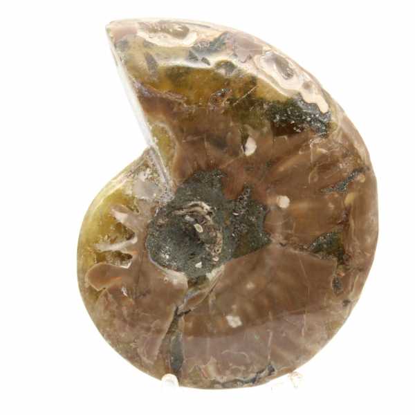 Piccolo fossile di ammonite lucidato - Esemplare autentico dal Madagascar