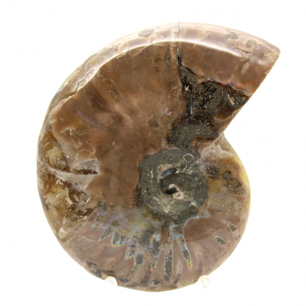 Piccolo fossile di ammonite lucidato - Esemplare autentico dal Madagascar