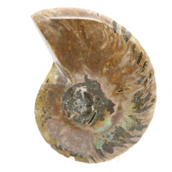 Ammonite fossile lucidata stretta - Pietra storica del Madagascar