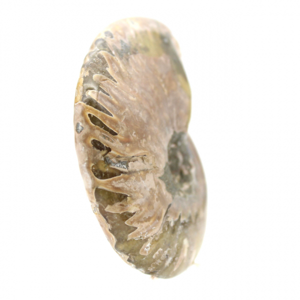 Ammonite fossile lucidata stretta - Pietra storica del Madagascar